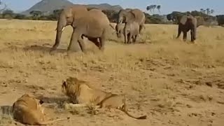 male lion and lioness resting attack by adult elephant herd video