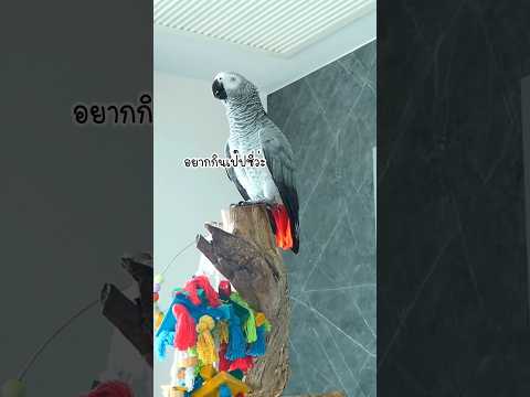 ￼ จัสตินอยากกินเป๊ปซี่ #จัสตินนกพูดได้ #โบ๊ะบ๊ะshorts #birds #แม่นุ่นแม่จัสตินไทเกอร์