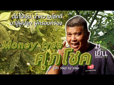 ศุภโชคMoneyTreeต้นไม้เงินนําความโชคดีมาสู่ผู้ปลูกผู้ครอบครอง