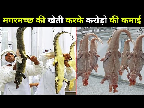 देखिये कैसे मगरमच्छ की खेती करके ये लोग हर महीने करोड़ो रुपए की कमाई करते है | Crocodile Farming
