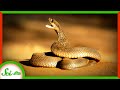 Spitting Cobras and Evolutionary Adaptations