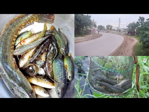 মিরপুর বেড়ি বাঁধে দেশি মাছ ধরার ধুম| ফ্রিতে মাছ ধরার যায়গা