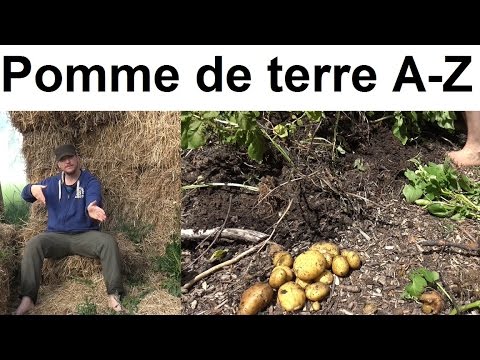 Pommes de terre A à Z (presque)