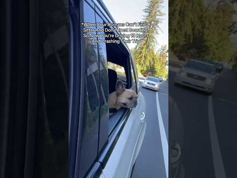 It’s all part of the plan 😈#dogsofyoutube #roadtrip #doctorevil #frenchbulldog #dogparents