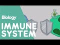 Understanding the Immune System
