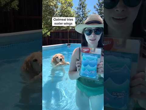 he looks like the toughest kid in swim club #PoolTime #waterwings #funnydog