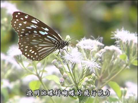 我們的島 第236集 紫蝶謎情 (2004-01-05) - YouTube(20分41秒)