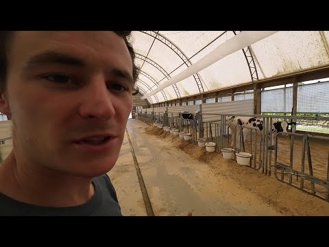 Positive Pressure Ventilation in Calf Barn