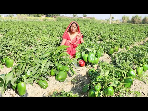 शिमला मिर्च और पनीर की स्वादिष्ट सब्जी के साथ तवे वाला उलटे पराठा || Paneer Shimla Mirch ki sabji