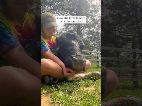 We rescued this cow from the meat industry - look at her now