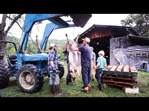 Butchering 5 Pigs + a Steer On Farm (In a Day)