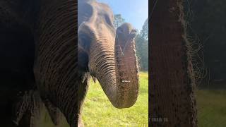 This elephant 🐘 no longer live in world 🐘🥺