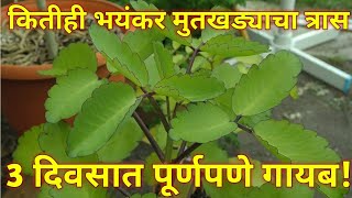 कितीही भयंकर मुतखड्याचा त्रास तीन दिवसात पूर्णपणे गायब @KNOWEVERYTHINGSAMARJEET #mutkhadyavarupay