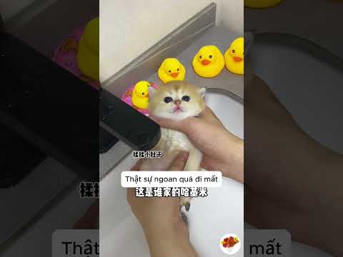 meo meo lần đầu đi tắm nè#giaitri #vuive