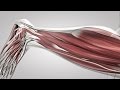 Myotatic Reflex and Neuromuscular Spindles