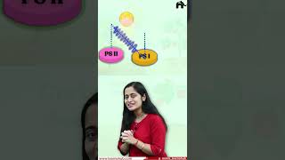 Z scheme | Non cyclic Photophosphorylation | Class 11 Bio with Roshni Mam #concepthogacrystalclear