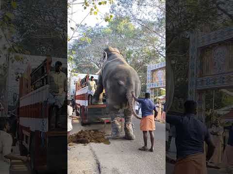 അജയൻ ചേട്ടൻ വാലിൽ പിടിച്ചത് കൊണ്ട് അയ്യപ്പൻ രക്ഷപെട്ടു😆😆Mangalamkunnu ayyappaN🥰🥰