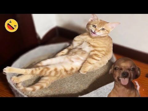 Cuteness Overload: Funny Cat and Dog Reactions!"🐶 😹