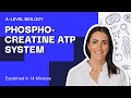 Muscle Fiber Metabolism Concepts