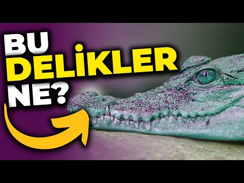 Timsahların Korkunç Oyukları!