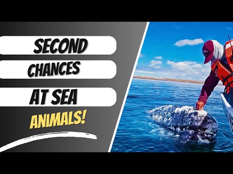 Second Chances! Heartwarming Animal Rescues Compilation! #fyp #viral