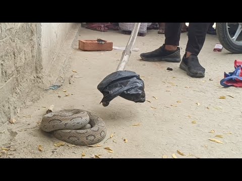 अजगर सांप जानकर रसल वाईपर सांप को अगरबत्ती दिखाने लगे गाँव के लोग
