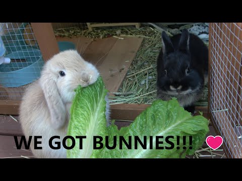 Princess Fun Place Got Bunnies! How to Bond with Bunny and Housing and Feeding Bunnies