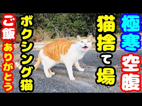 極寒の猫捨て場 空腹なボクシング猫にご飯あげると・・・ さくらねこへの給餌