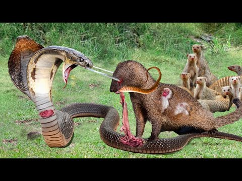 So Brave! Brave Mongoose Unite To Confront The King Cobra To Protect Their Teammates