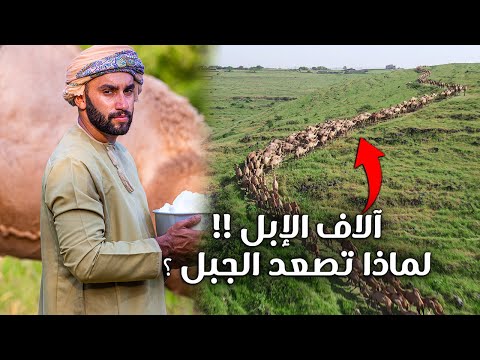 خطلة الإبل في ظفار | لماذا تصعد آلاف الإبل الجبل ؟