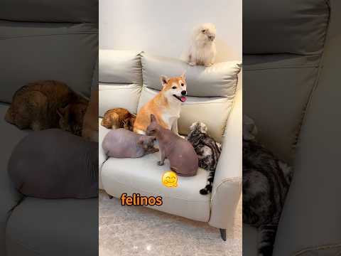 This dog thinks all cats have fallen in love with it, but….😂🐶#shorts