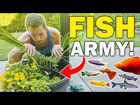 How I Keep 1000+ Aquarium Fish Alive Without Losing My Mind...