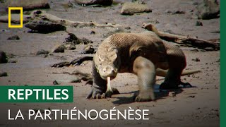 Les femelles dragons de Komodo peuvent se reproduire sans mâle