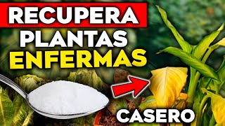 NUNCA MÁS PLANTAS MUERTAS!! REVIVE Plantas Enfermas o Secas con este Abono Casero Orgánico