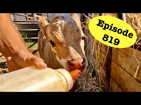 Big Progress For the Little Calf