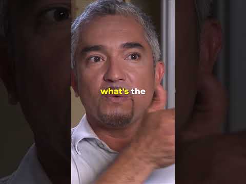 Cesar Restrains Violent Dog In Muzzle 😱  #dogwhisperer #dog #cesarmillan
