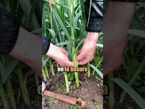 Este agricultor descubrió una técnica genial que le ha generado miles de dólares extra !