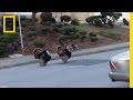 Wild Turkeys in California: History, Impact, and Management