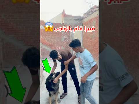 الكلب فيبرا عمل الواجب #محمد_الكويتي