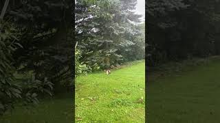 Kočka honí myš 31/8/2021