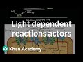 Photosynthesis Light-Dependent Reactions