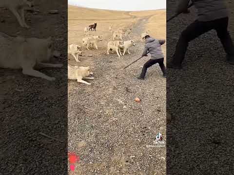 KURTLAR_BENİ_YECEK