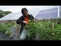 Agrovoltaic Systems and Their Benefits