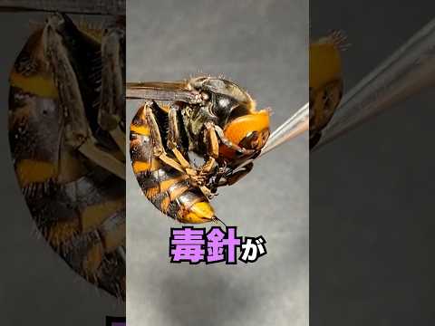 スズメバチに熱湯をかけて針を刺す