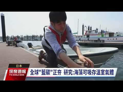 「藍碳」可吸存溫室氣體 日本推動海藻種植研發