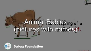 Animal Babies (pictures with names)