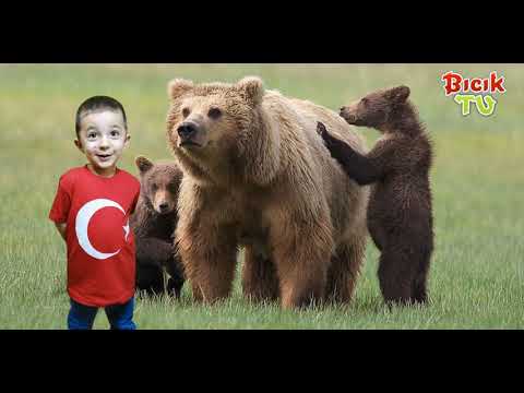 Hayvanları Öğrenelim Learn Animals जानवरों को जानें