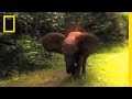 Understanding Elephant Behavior and Safety