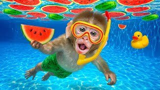 KIKI Monkey Swimming in Watermelon Pool & Drives a Tractor Harvest with Ducklings | KUDO ANIMAL KIKI