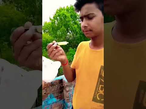 ful video dekhe🌄♥️🥀🐦#sorts #virel #i love pigeon 🐦#trending #youtubeshorts
